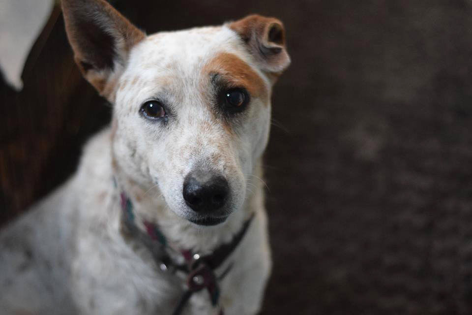 Adopt A Friend: Trykker